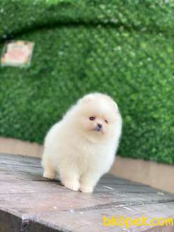 Pomeranian Boo Yavrular 27 4