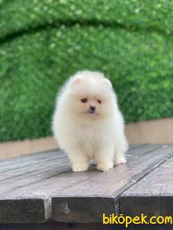 Pomeranian Boo Yavrular 27 1