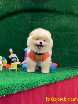 Pomeranian Boo Yavrular 5