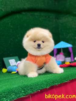 Pomeranian Boo Yavrular 1