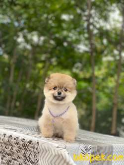 Pomeranian Boo Yavrular Alice 4