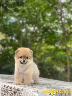 Pomeranian Boo Yavrular Alice 1