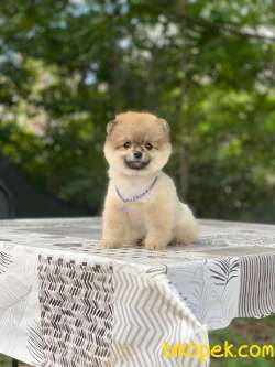 Pomeranian Boo Yavrular Alice 3