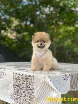 Pomeranian Boo Yavrular Alice 2