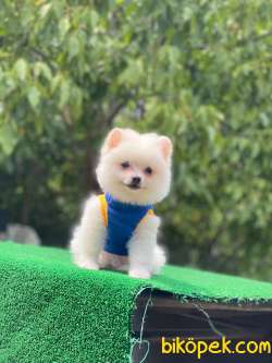 Pomeranian Boo Yavrular 7 2