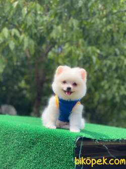 Pomeranian Boo Yavrular 7 3