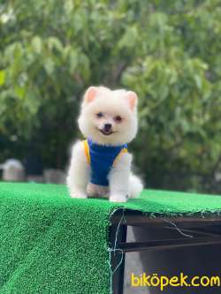 Pomeranian Boo Yavrular 7