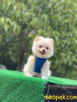 Pomeranian Boo Yavrular 7 4