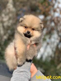 Pomeranian Boo Yavrular  New 1
