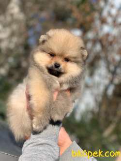 Pomeranian Boo Yavrular  New 3