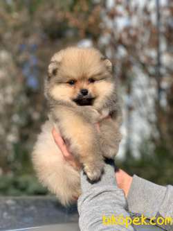 Pomeranian Boo Yavrular  New 4