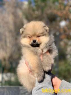 Pomeranian Boo Yavrular  New 2