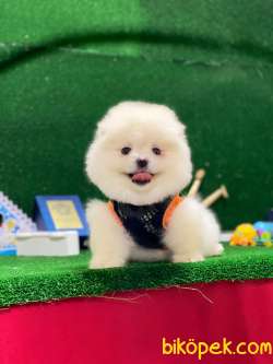 Pomeranian Boo Yavrular New 3