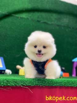 Pomeranian Boo Yavrular New 1