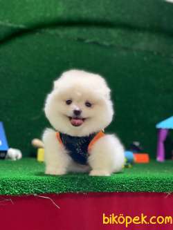 Pomeranian Boo Yavrular New 5