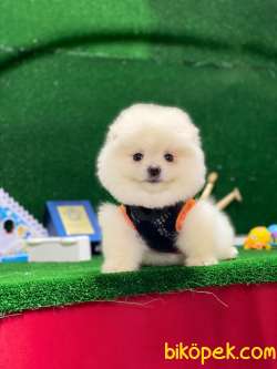 Pomeranian Boo Yavrular New 2