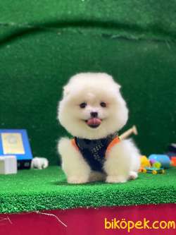 Pomeranian Boo Yavrular New 4