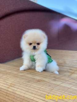 Pomeranian Boo Yavrular Tedy 2