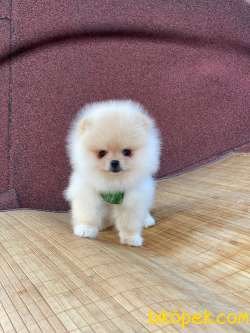 Pomeranian Boo Yavrular Tedy 4