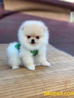 Pomeranian Boo Yavrular Tedy 5