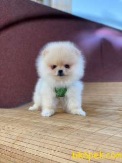 Pomeranian Boo Yavrular Tedy 3