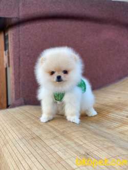Pomeranian Boo Yavrular Tedy 1