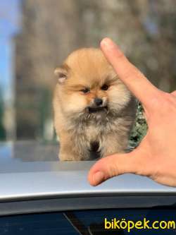 Pomeranian Boo Yavrular  Yeni 1