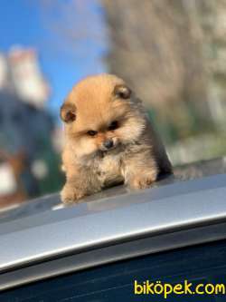 Pomeranian Boo Yavrular  Yeni 3