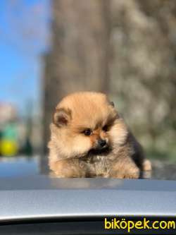 Pomeranian Boo Yavrular  Yeni 4