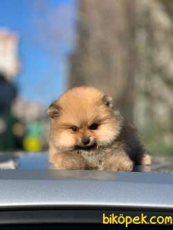 Pomeranian Boo Yavrular  Yeni 2