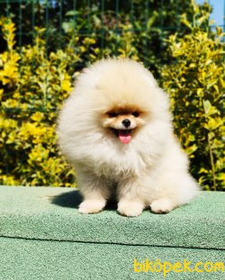 Pomeranian Boo Yavruları 2 Kg Show Kalite 5