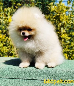 Pomeranian Boo Yavruları 2 Kg Show Kalite 4