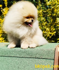 Pomeranian Boo Yavruları 2 Kg Show Kalite 3