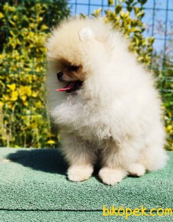 Pomeranian Boo Yavruları 2 Kg Show Kalite 2
