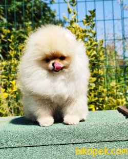 Pomeranian Boo Yavruları 2 Kg Show Kalite 1