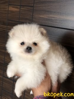 POMERANİAN BOO YAVRULARI 3