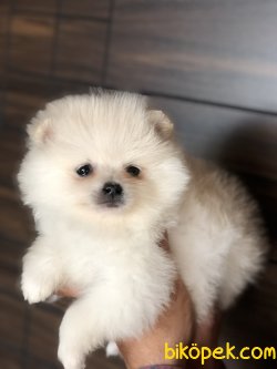 POMERANİAN BOO YAVRULARI 1