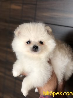 POMERANİAN BOO YAVRULARI 2