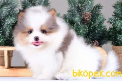 POMERANİAN BOO YAVRULARI 2