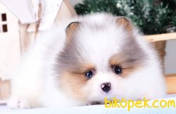 POMERANİAN BOO YAVRULARI 3