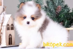 POMERANİAN BOO YAVRULARI 5