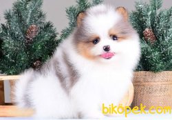 POMERANİAN BOO YAVRULARI 1