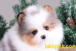 POMERANİAN BOO YAVRULARI 4