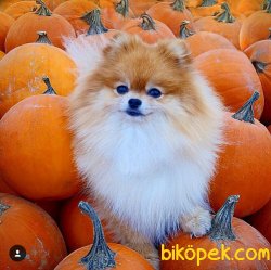 POMERANİAN BOO YAVRULARI 1