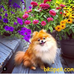 POMERANİAN BOO YAVRULARI 3