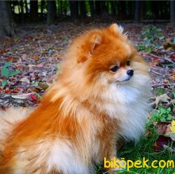 POMERANİAN BOO YAVRULARI 2