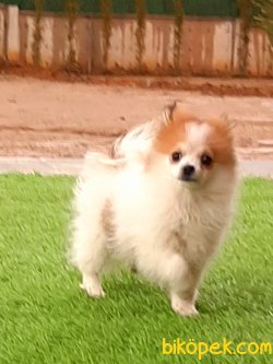 POMERANİAN BOO YAVRULARI 3