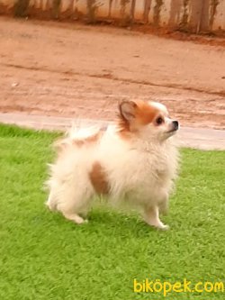 POMERANİAN BOO YAVRULARI 4