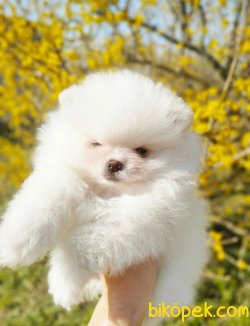 Pomeranian Boo Yavruları 4