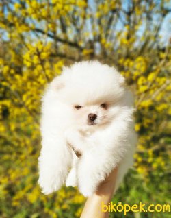 Pomeranian Boo Yavruları 2